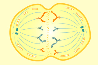 NOVA - Official Website | How Cells Divide NOVA - Official Website | How Cells Divide
