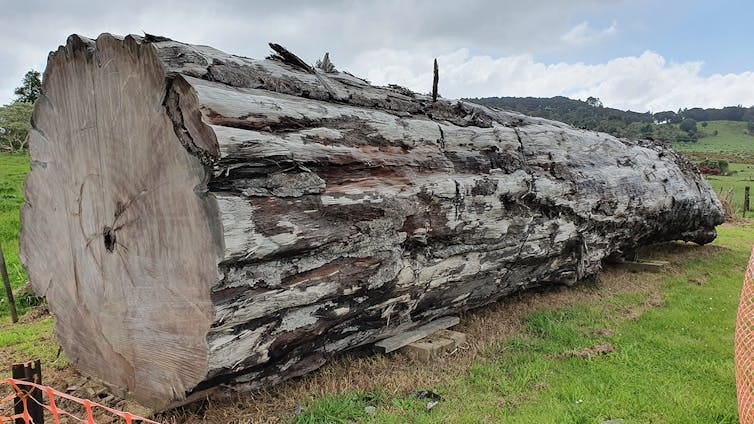 A large tree trunk A large tree trunk