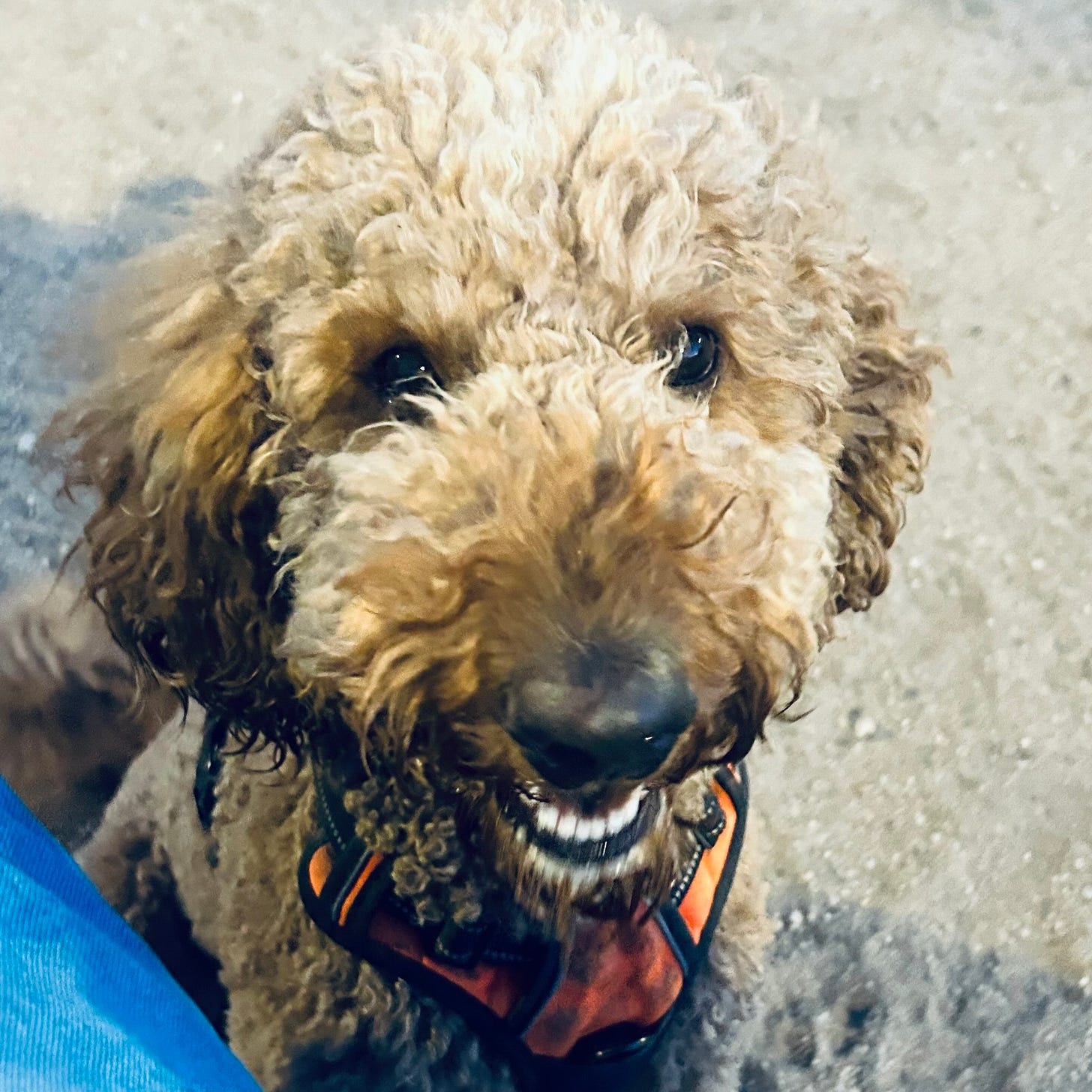 Golden Doodle smiling