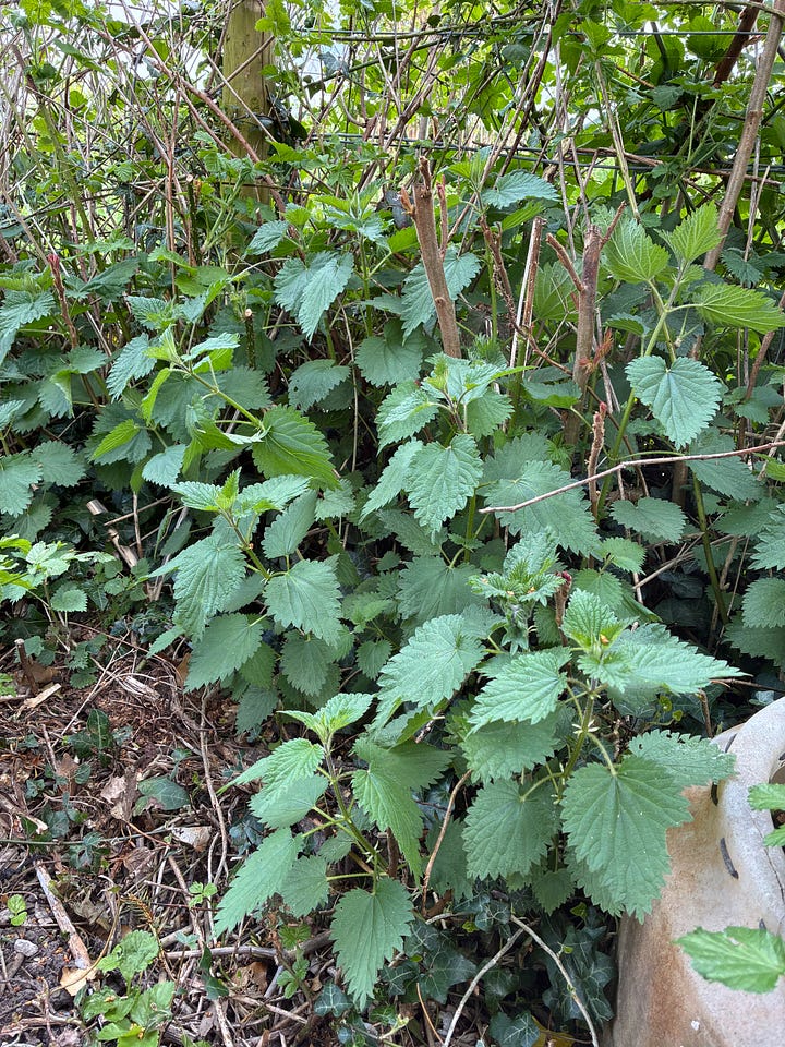 Pictures of edible alexanders and nettles