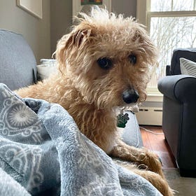 Contrarian Pet of the Week