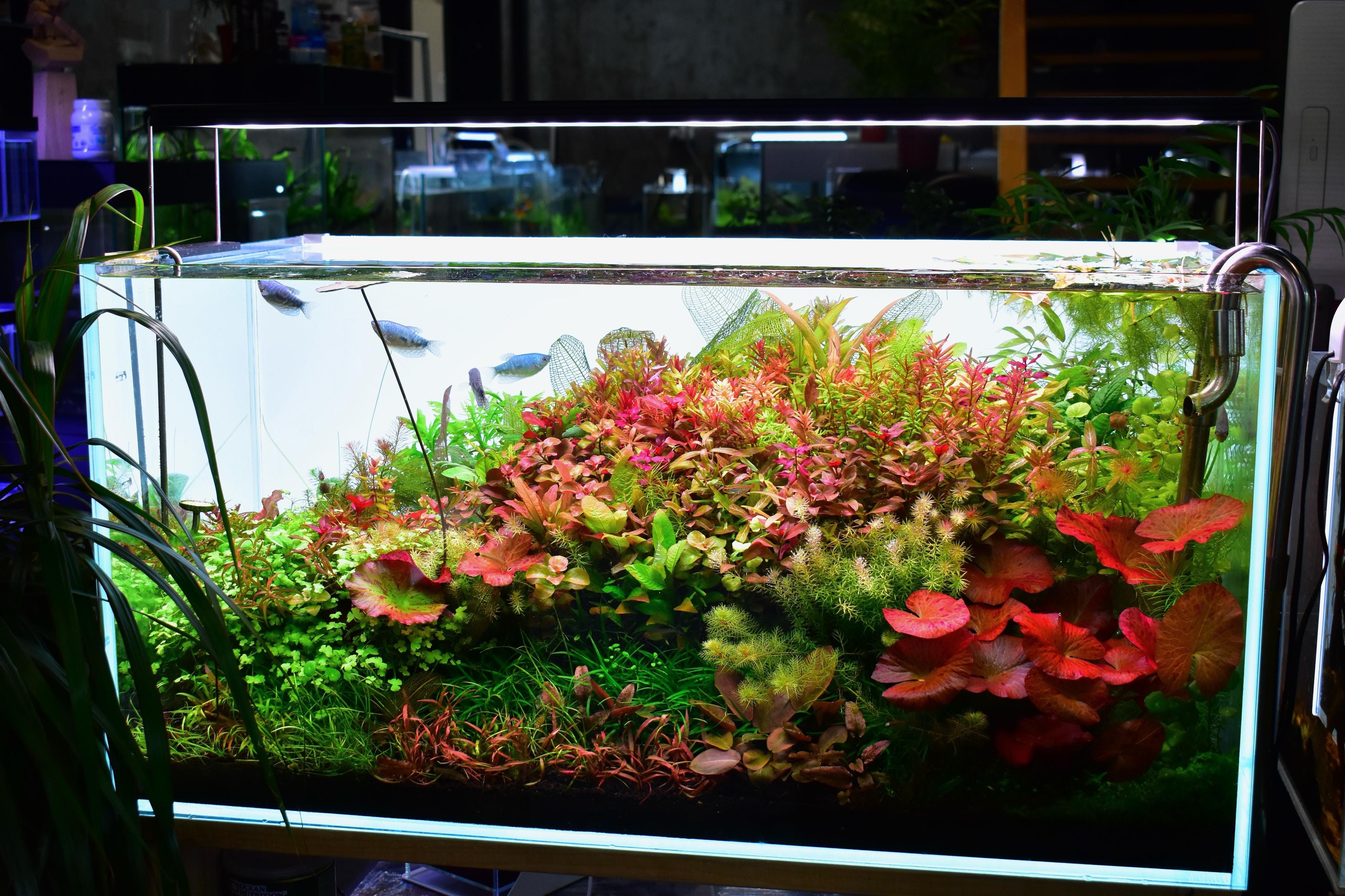 Aquascaping for Professionals’ Tanks: Expert Tips for Stunning Designs