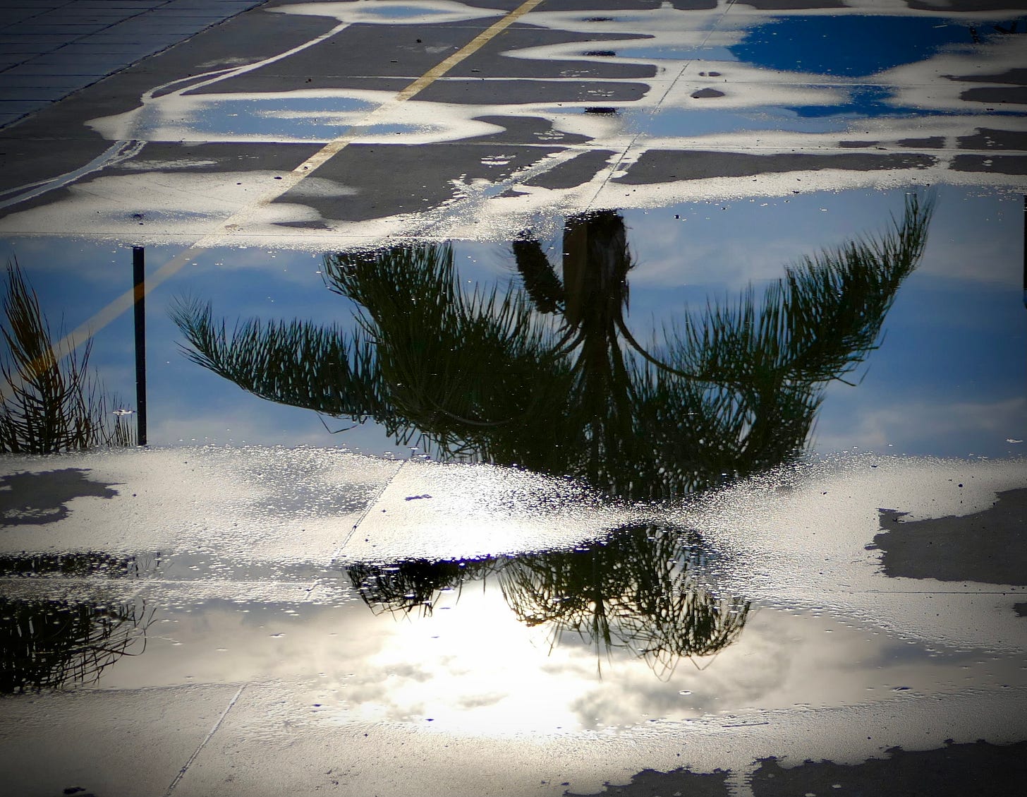 Feeling gratitude for a reflection of palm tree on a rainy morning. Gratitude mojo.