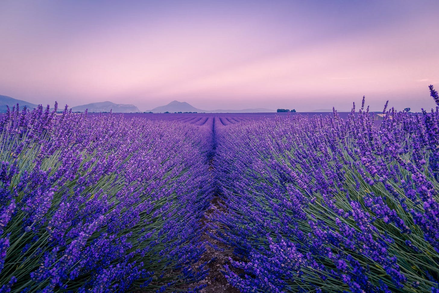 lavender fields