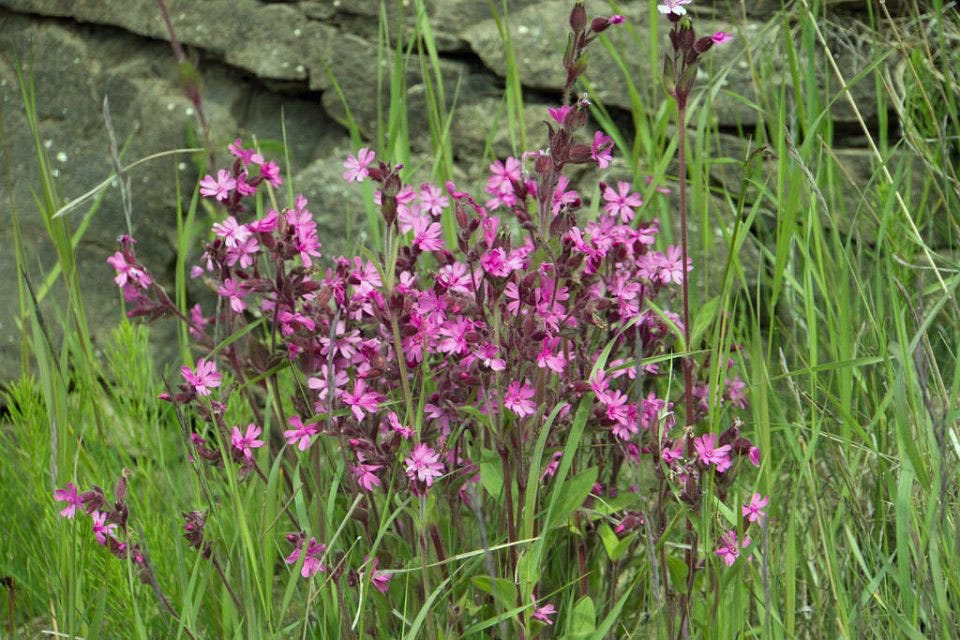 Red Campion - Silene latifolia Red Campion - Silene latifolia