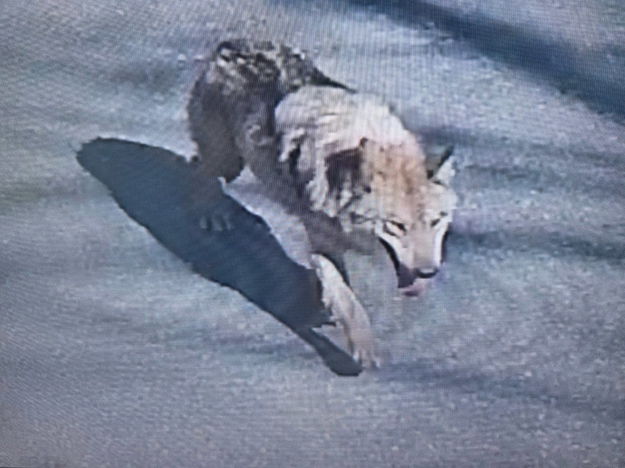 Wolf escapes from Daejeon zoo, search operations underway Wolf escapes from Daejeon zoo, search operations underway