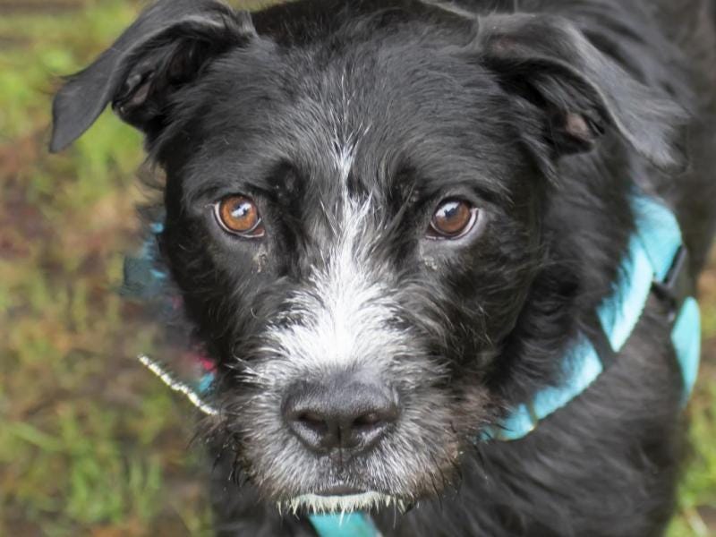 Adoptable Dog of the Week: Cookie Monster