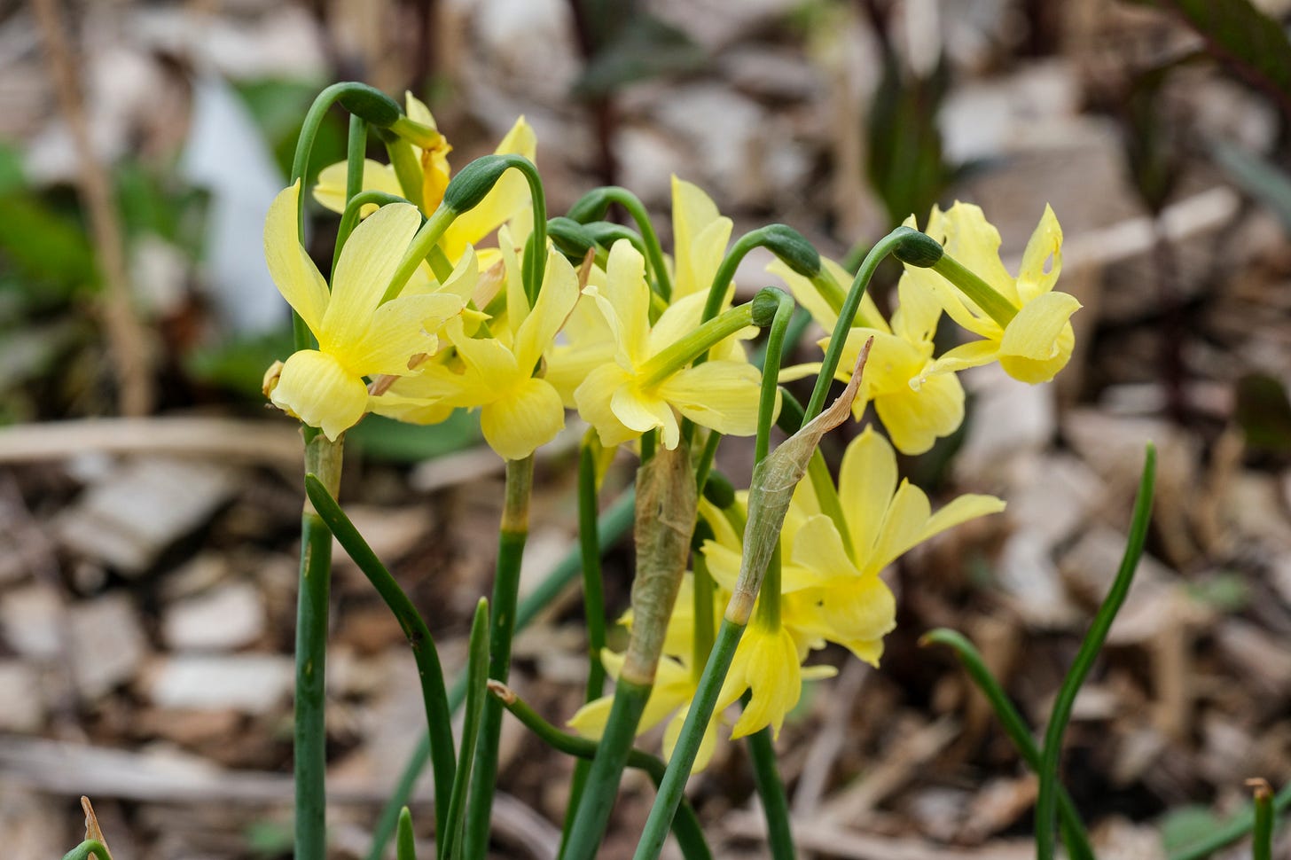 daffodils ‘Hawera’, so much tinier than Narcissus Tête à Tête