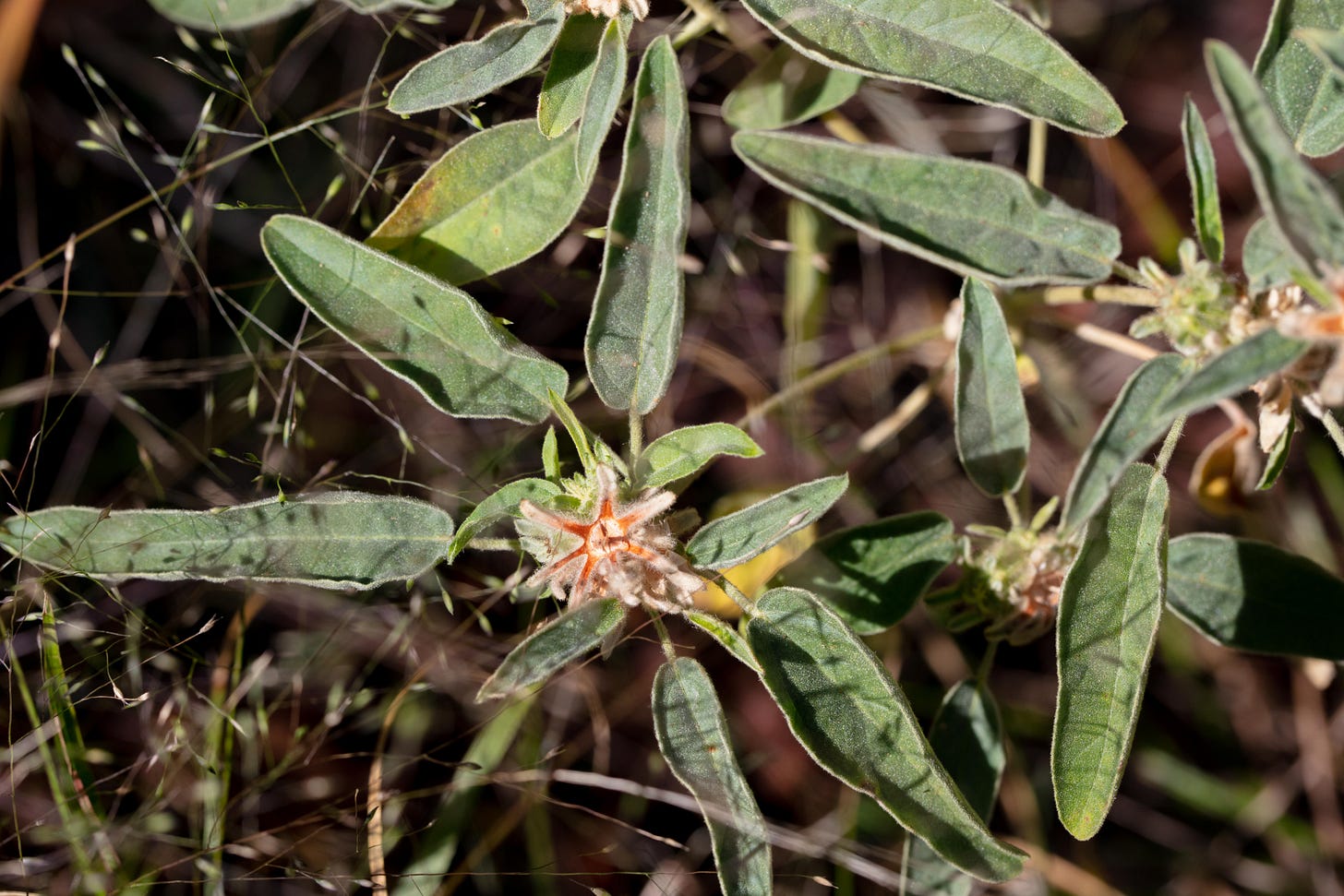 A plant with pale green, fuzzy leaves and a salmon-pink flower