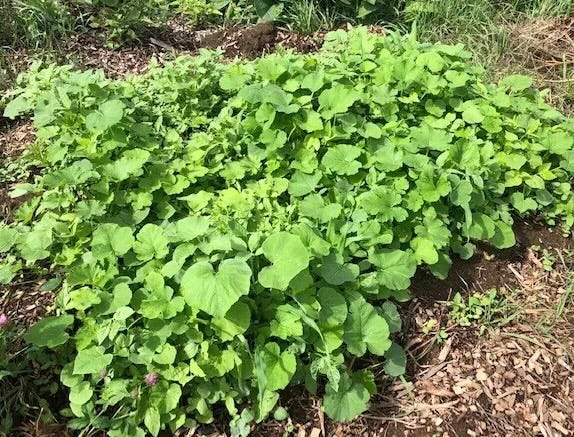 Milpa bed with squash dominant