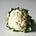 Cauliflower Calls's avatar