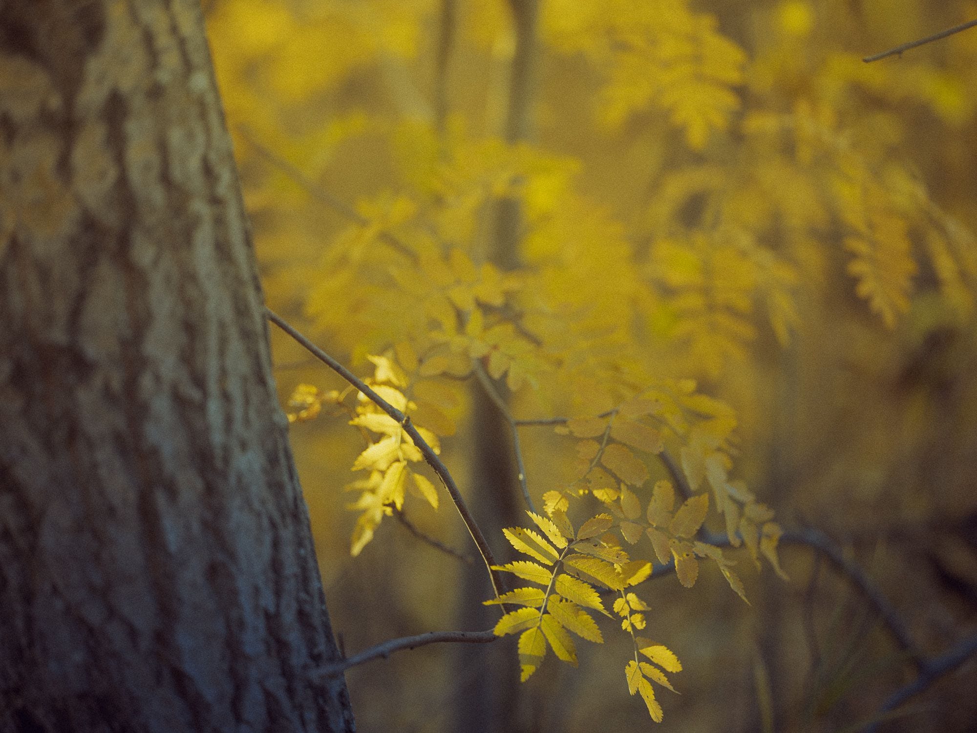 On Instagram, fantasy land and the lure of big audiences.