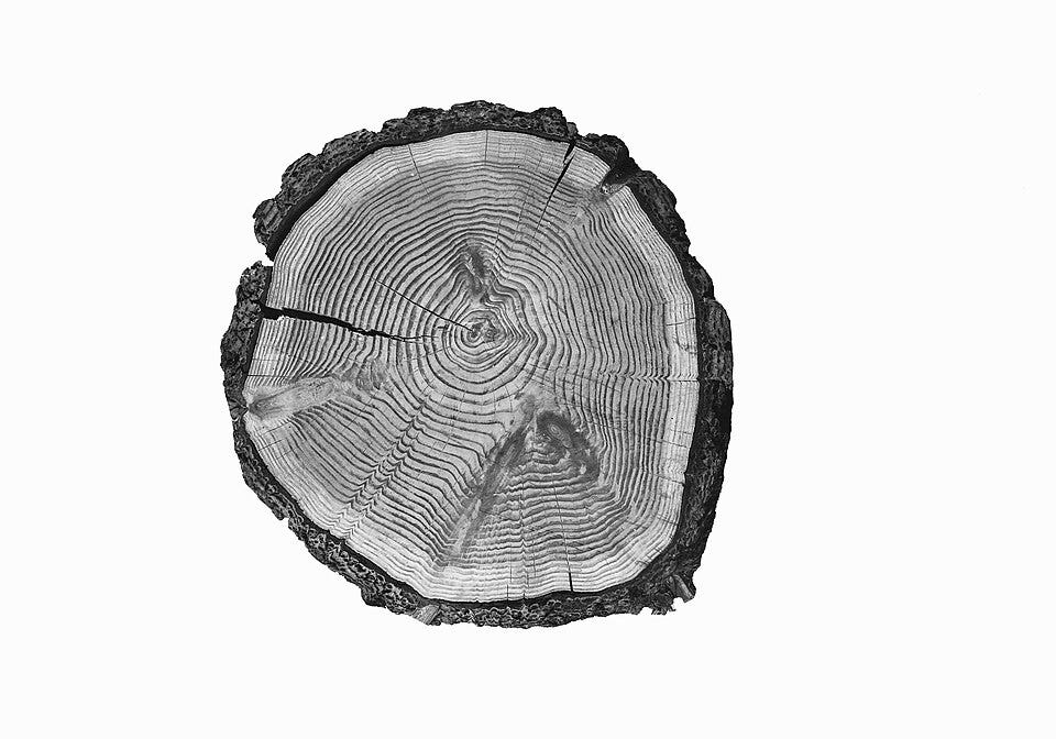 A black and white engraving of a cross section of a tree trunk showing its concentric growth rings