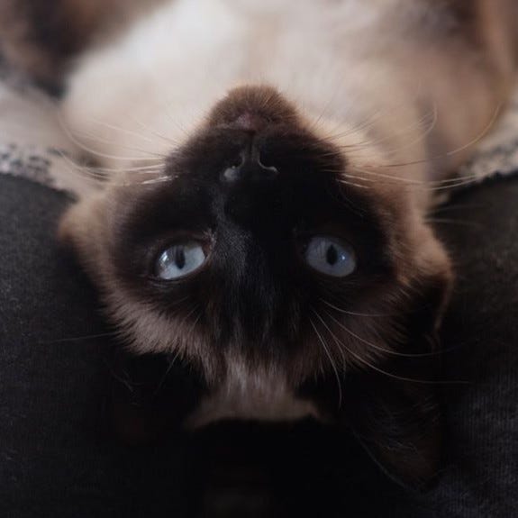A gallery of close up photos of Mittens' face from pictures in the post.