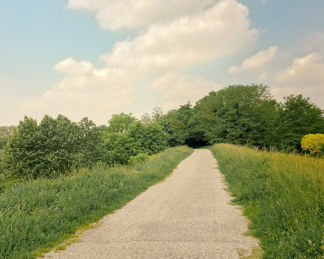 Country road and trees
