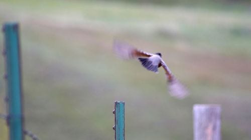 Robin