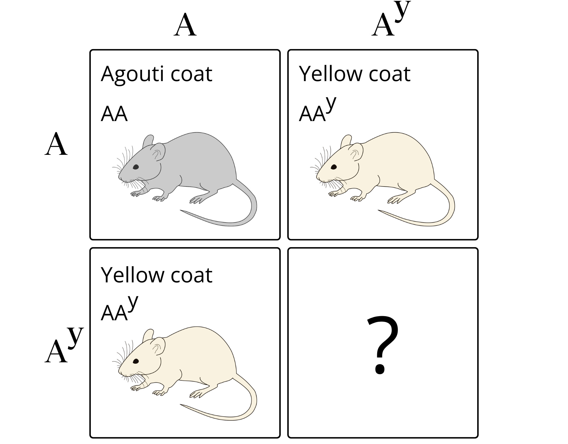 語学・辞書・学習参考書 Morphological Mouse Phenotyping Morphological Mouse Phenotyping 語学・辞書・学習参考書