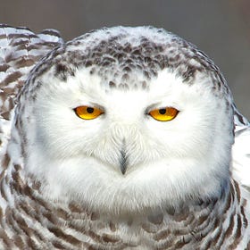 Arctic Owls on a Warming Planet
