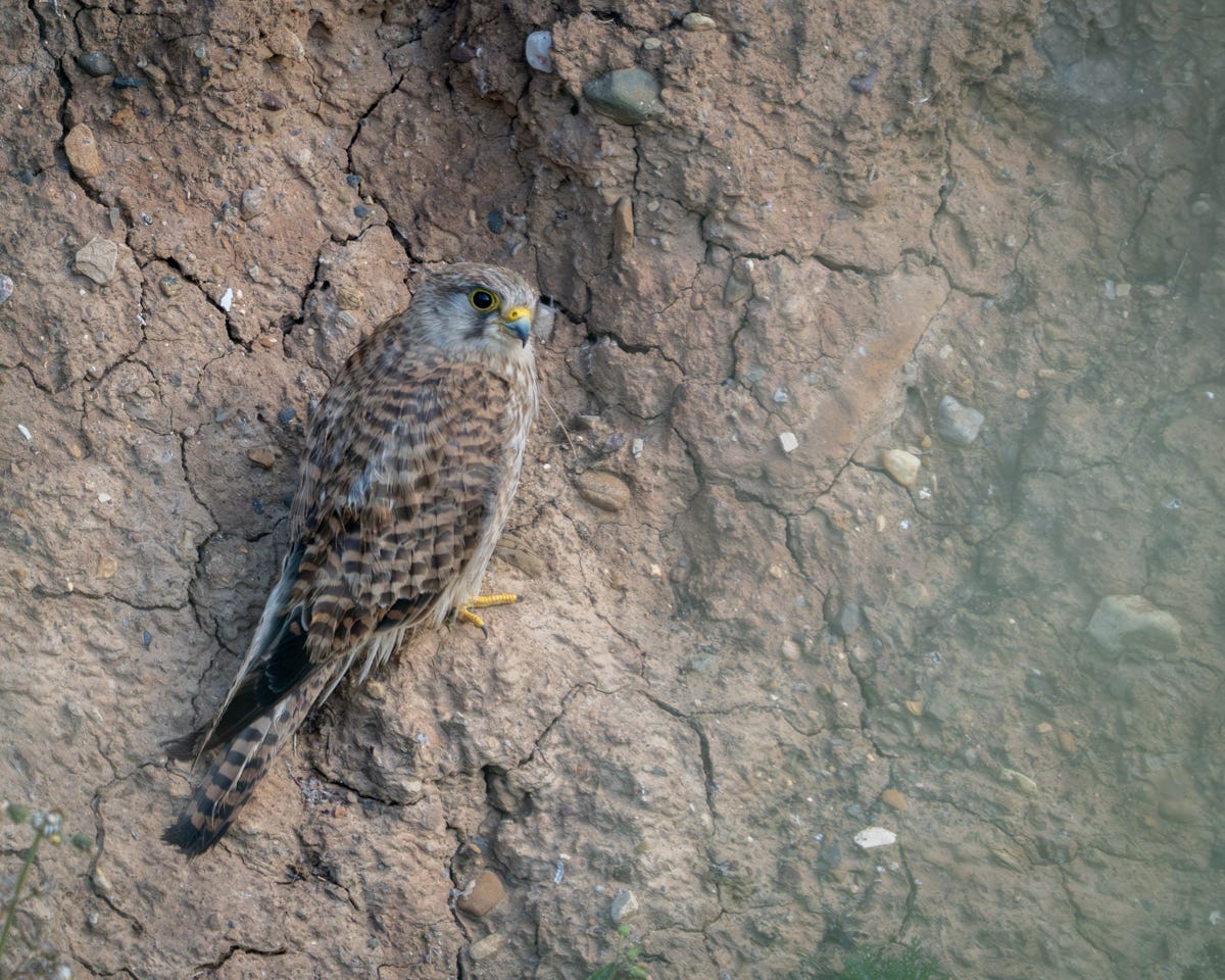 A brown bird of prey with dark barred feathers and yellow feet and beak sitting on a muddy cliff face