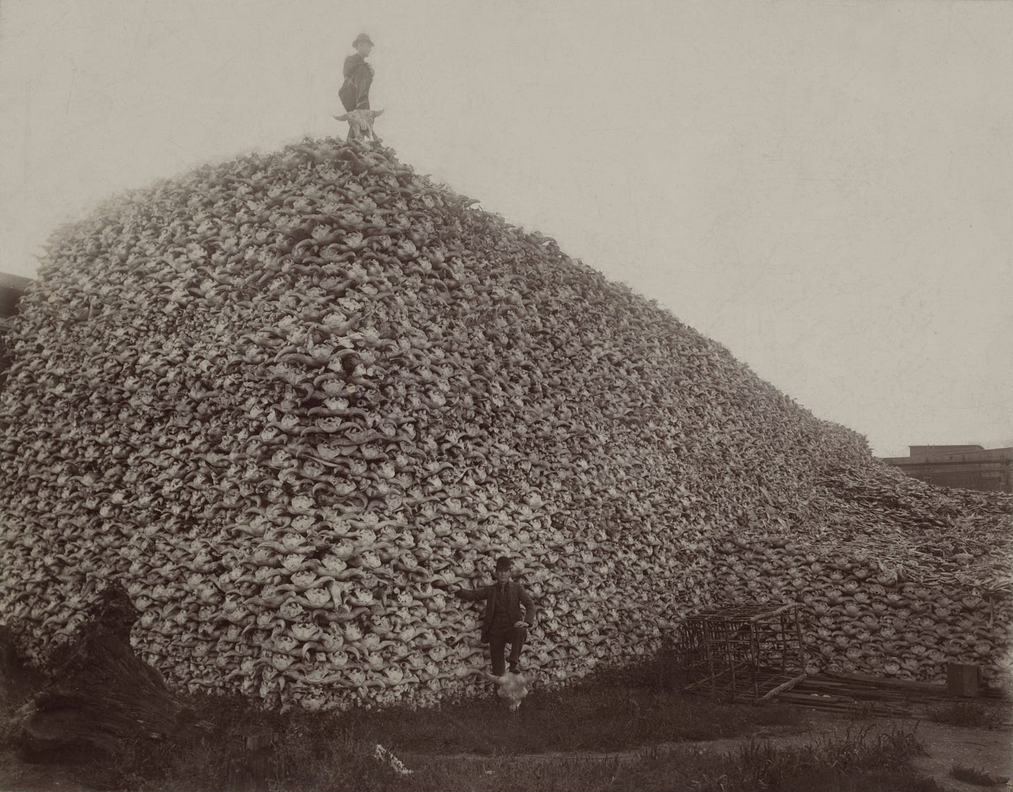 File:Bison skull pile edit.jpg - Wikipedia