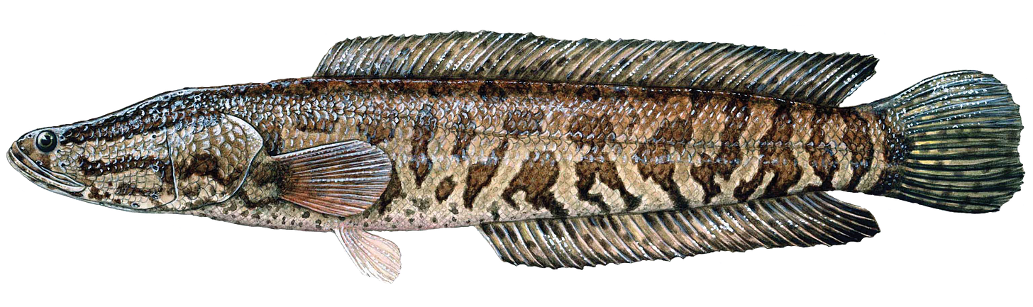 Northern Snakehead fish found in Concordia Parish | Louisiana Department of  Wildlife and Fisheries