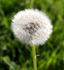dandelion_gone_to_seed
