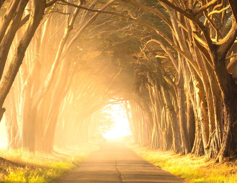 empty street in between of tall trees during golden hour empty street in between of tall trees during golden hour