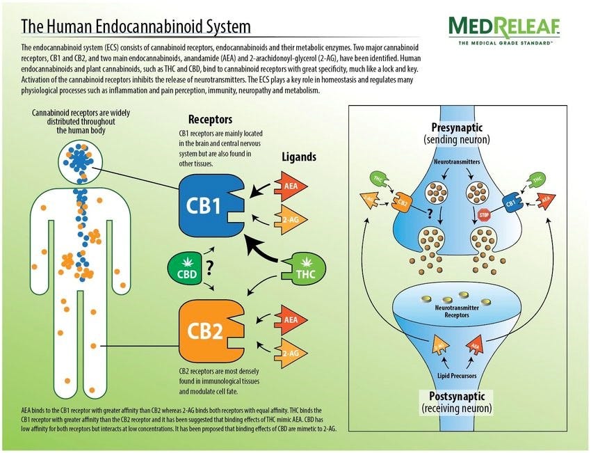 CBD and the Endocannabinoid System - Physicians Lab CBD and the Endocannabinoid System - Physicians Lab