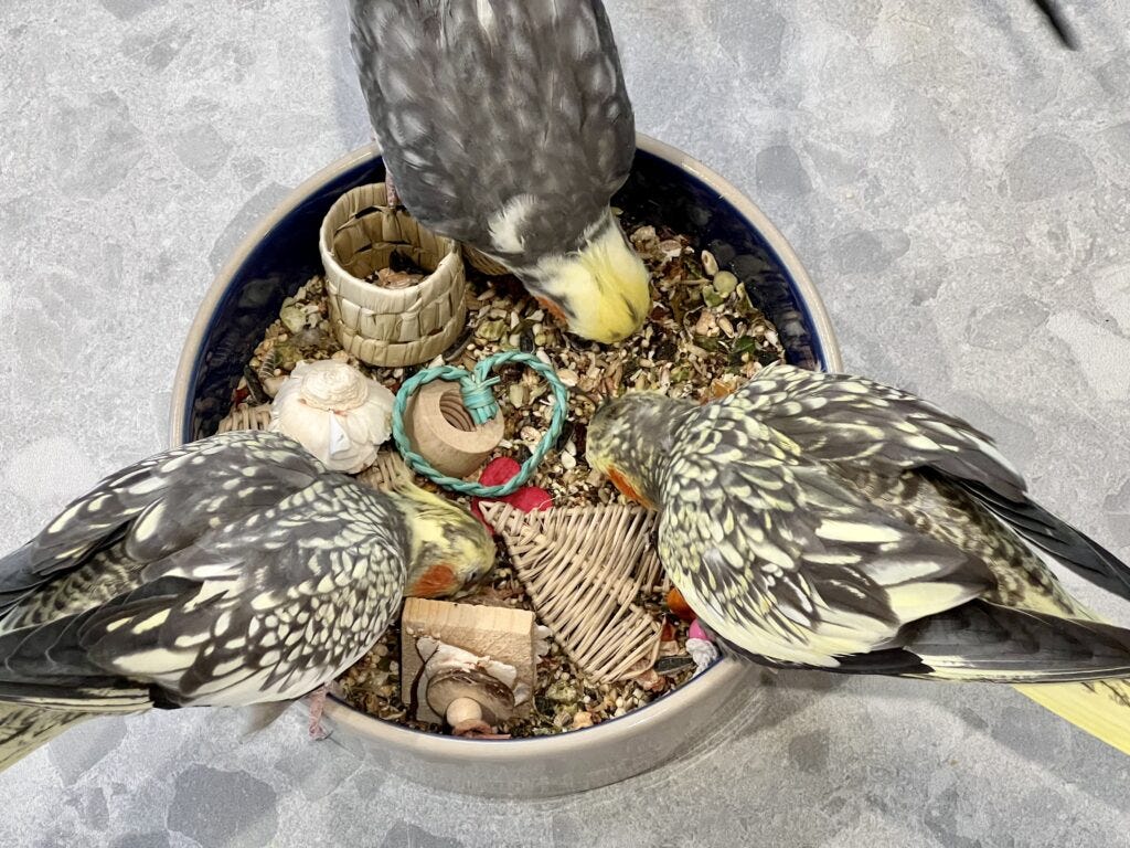 Is Bird Seed Safe for Humans: Surprising Facts Revealed