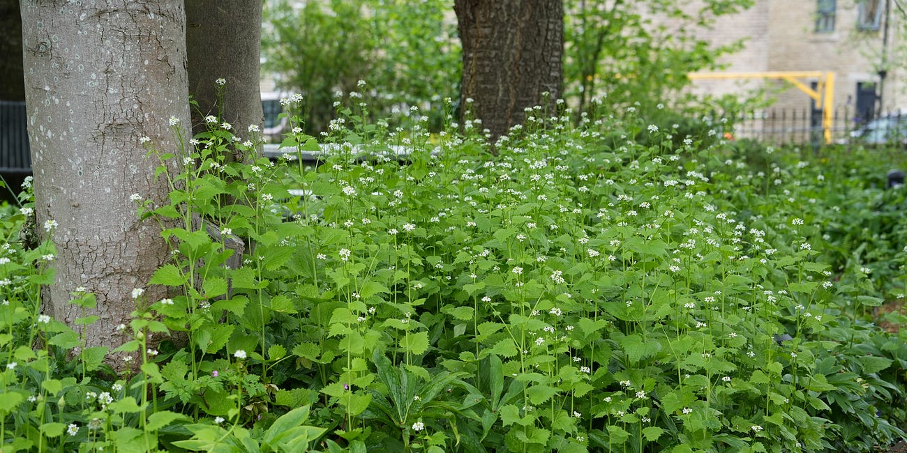 Alliaria petiolata | Jack-by-the-hedge