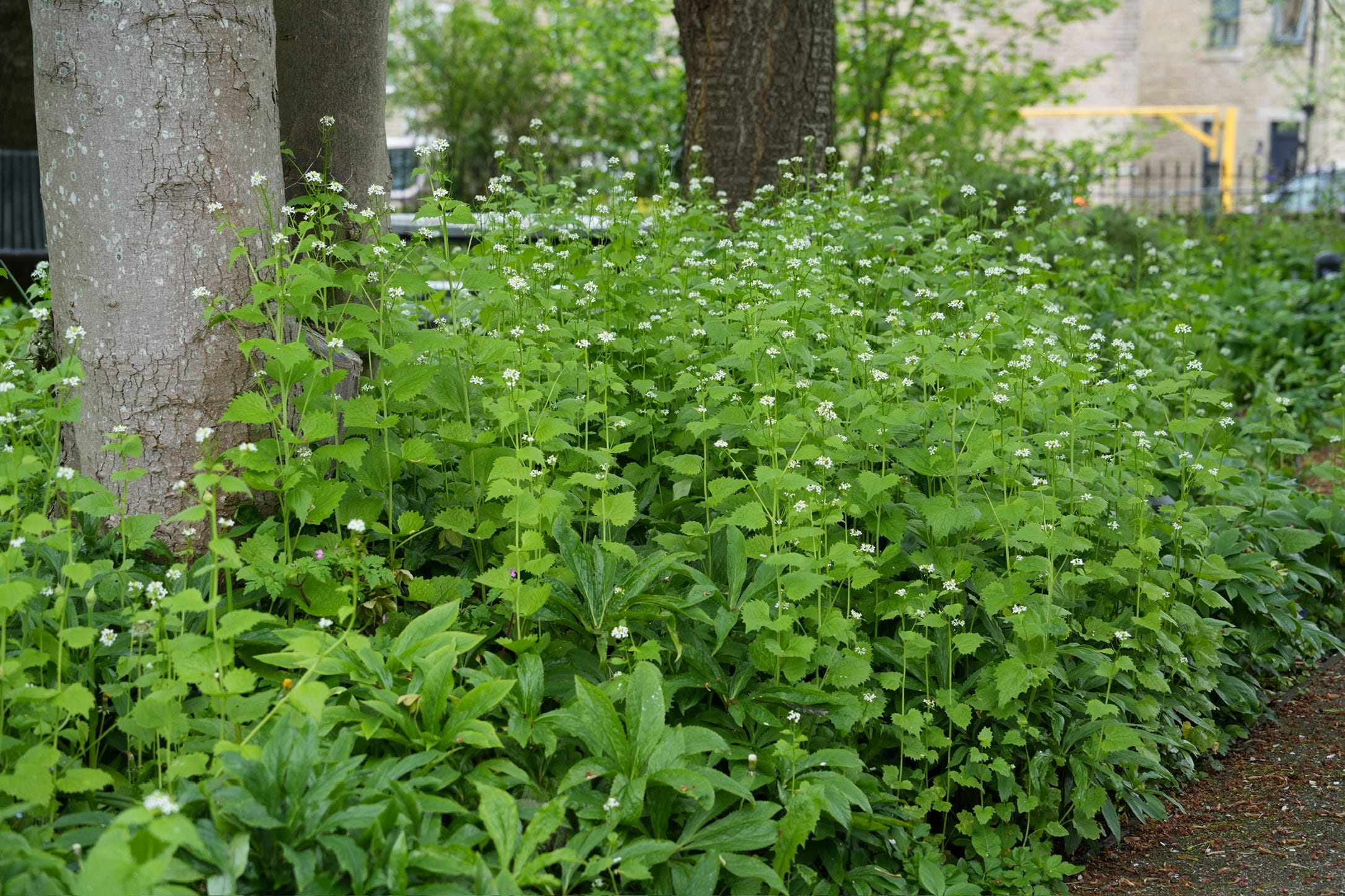 Alliaria petiolata | garlic mustard | Jack-by-the-hedge Alliaria petiolata | garlic mustard | Jack-by-the-hedge