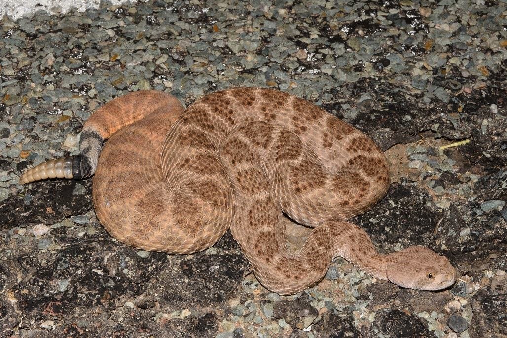A Startling Discovery Suggests Rattlesnakes May Be Prolific Gardeners