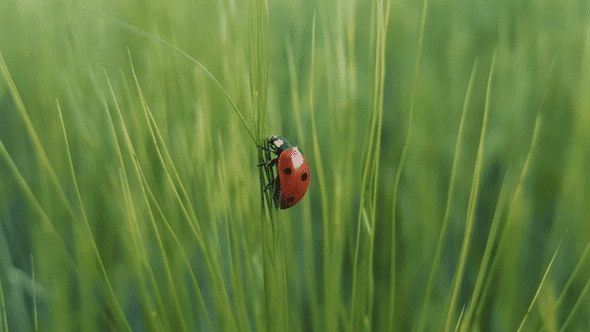 Ladybug in grass Ladybug in grass