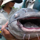 Japanese Scientists Use Soy Compounds To Turn Male Catfish And Sturgeon 100% Female
