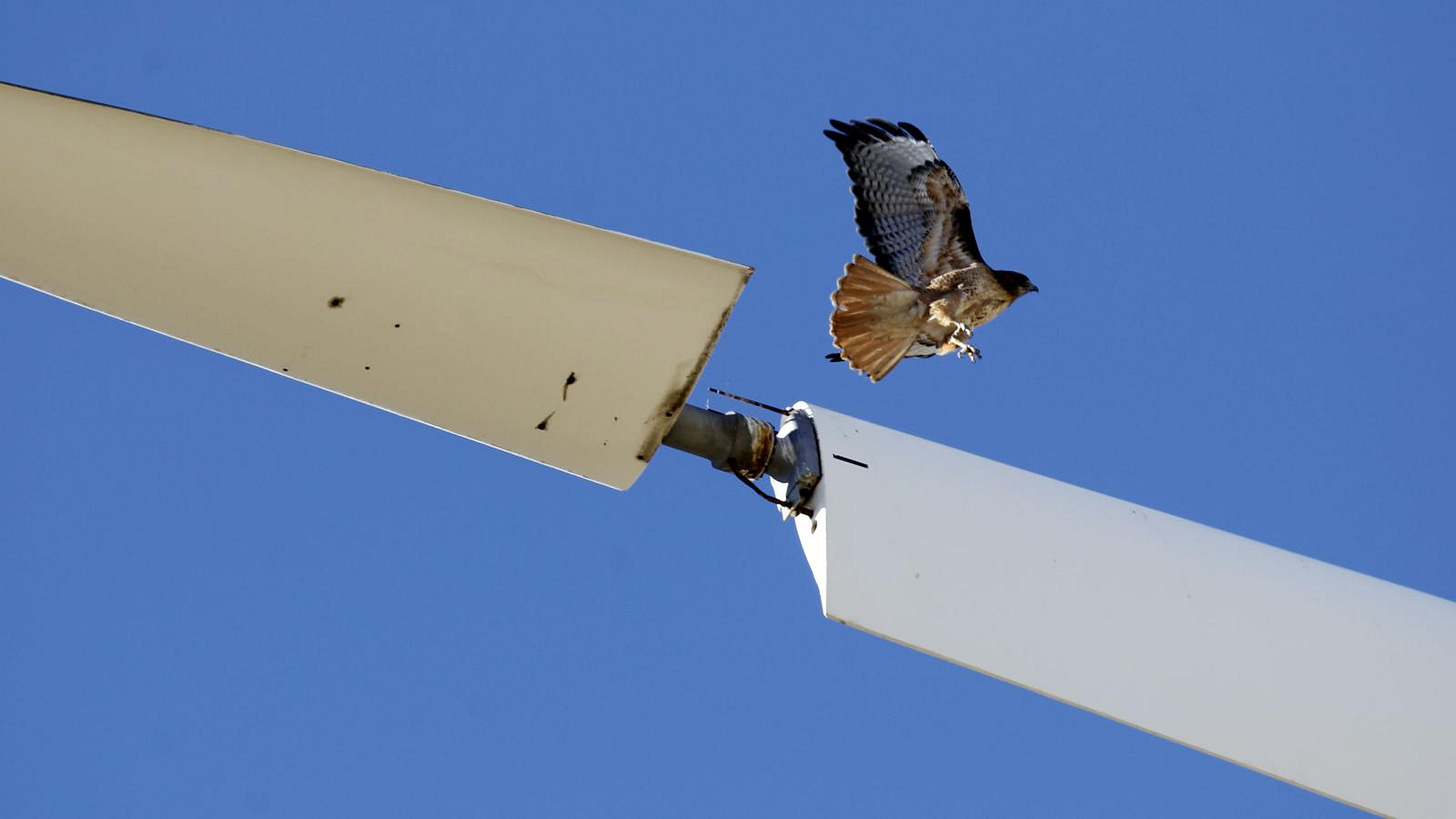 wind power