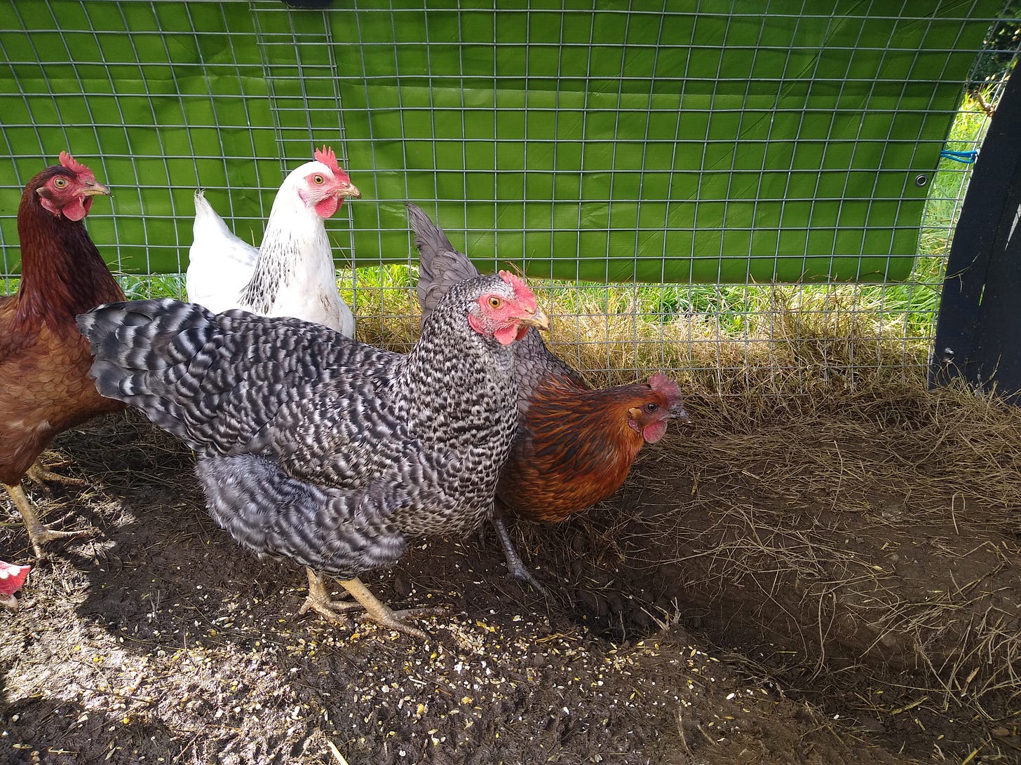 A photograph of four hens in a run, with a teeny beak of a fifth poking just into view.