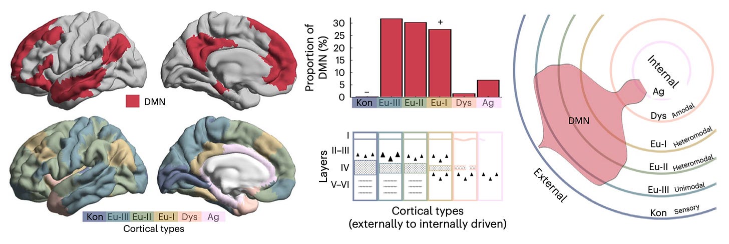Figure 8. [Paquola et al. (2025)] “Upper left, the most common atlas of the DMN (used in primary analyses) is shown on the cortical surface. Lower left, cytoarchitectonic atlas of cortical types […] Upper middle, histogram depicting frequency of cortical types within the DMN. The plus sign indicates significant over-representation and the minus sign, under-representation, relative to whole-cortex proportions. Lower middle, schematic highlighting prominent features that vary across cortical types, including the location/size of largest pyramidal neurons (triangles), thickness of layer IV, existence of sublayers in V–VI (gray dashed lines), regularity of layer I/II boundary (straightness of line). Kon, koniocortical; Eul, eulaminate; Dys, dysgranular; Ag, agranular. Right, circular plot representing the spread of the DMN from externally to internally driven cortical types. The percentage of each type within the DMN is depicted by the amount of the respective line (not the area in between lines) covered by the red shaded violin.”