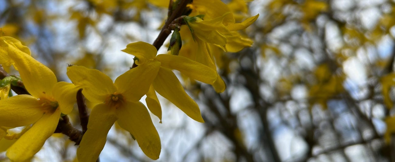 Forsythia Medicinal Flowers and Leaves: Research Notes