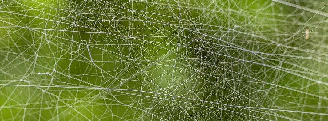 Spiderwebs are intricately woven against green foliage. Spiderwebs are intricately woven against green foliage.