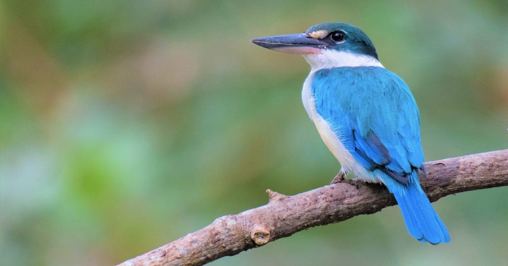 Collared Kingfisher's blue feathers are actually brown-pigmented feathers -  Mothership.SG - News from Singapore, Asia and around the world