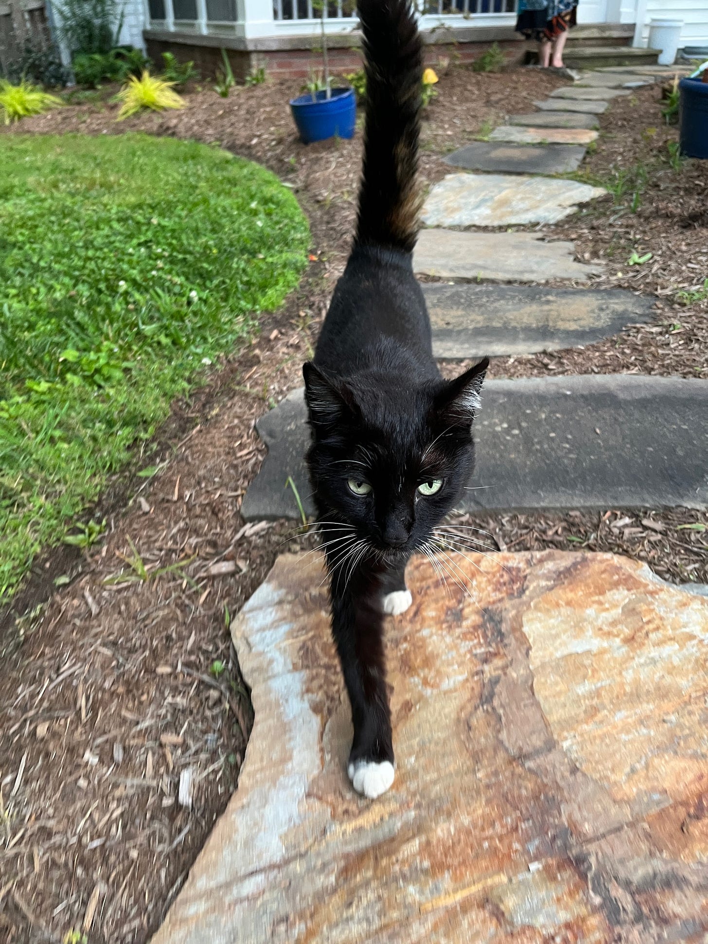 a black tuxedo cat with little socks in a backyard walking straight towards the camera