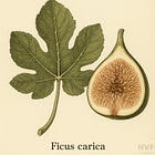 Green Wednesday: Exploring the Petrified Forest and Growing Figs