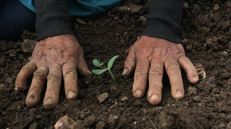 Two light brown hands with wrinkles are resting on dirt that is mostly bare except for a single green shoot growing out of the ground with a few leaves.