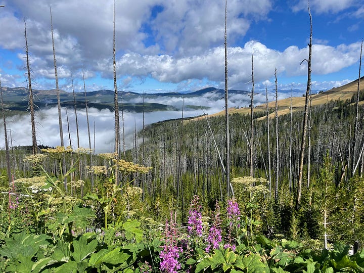 Photo 1- Rainy bison jam with adults and red dogs stopped in the road licking up rain; Photo 2- wildflowers in the foreground and cloudy mountaintops below from a high elevation vantage point; Photo 3- Top of Cassidy's head in bottom right corner in a selfie with Grand Prismatic which boasts bright turquoise and yellow water; Photo 4- A bison bull crossing a field full of pronghorn adults and babies