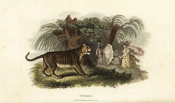 A tiger, Panthera tigris, frightened away by an English woman waving an umbrella A tiger, Panthera tigris, frightened away by an English woman waving an umbrella