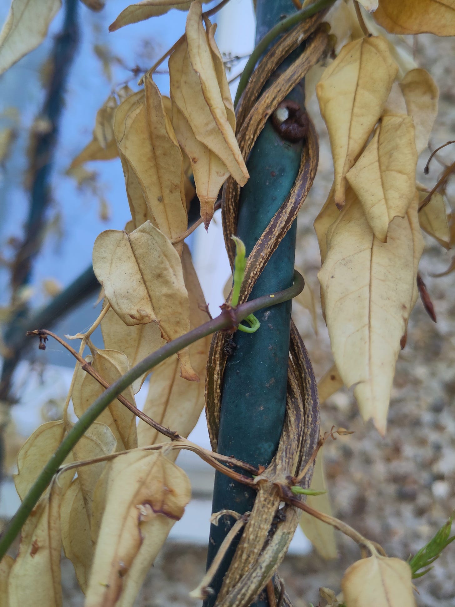 Another tiny green shoot unfurling out of an otherwise dead looking jasmine plant.