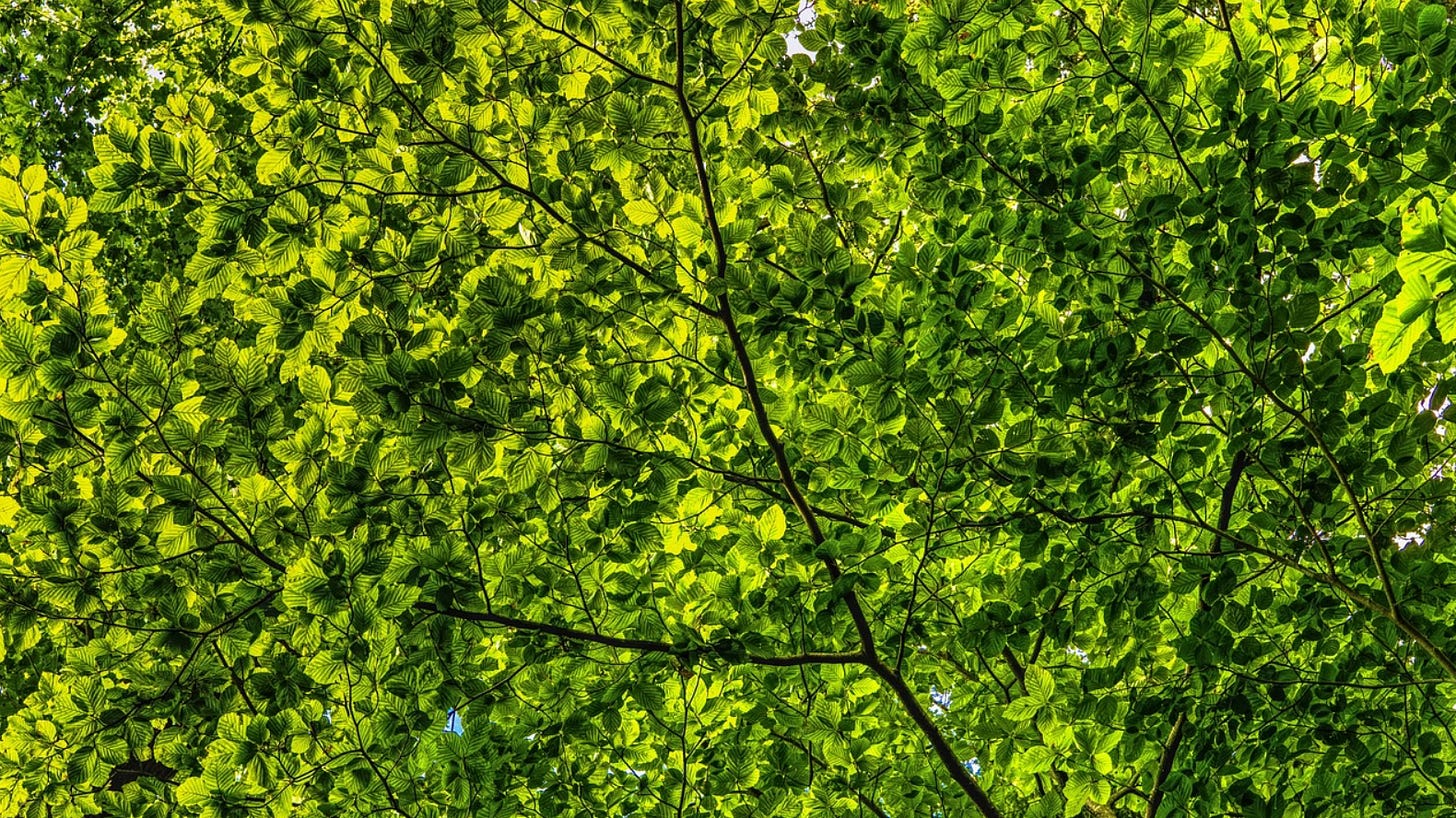 Sunlight filtering through a dense canopy of bright green leaves, viewed from below.