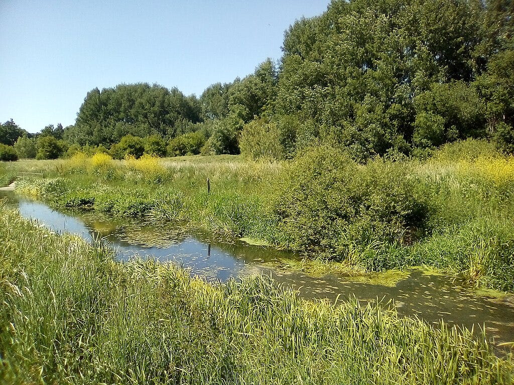 Photograph of a stream, marsh and woodland in Essex. Photograph of a stream, marsh and woodland in Essex.