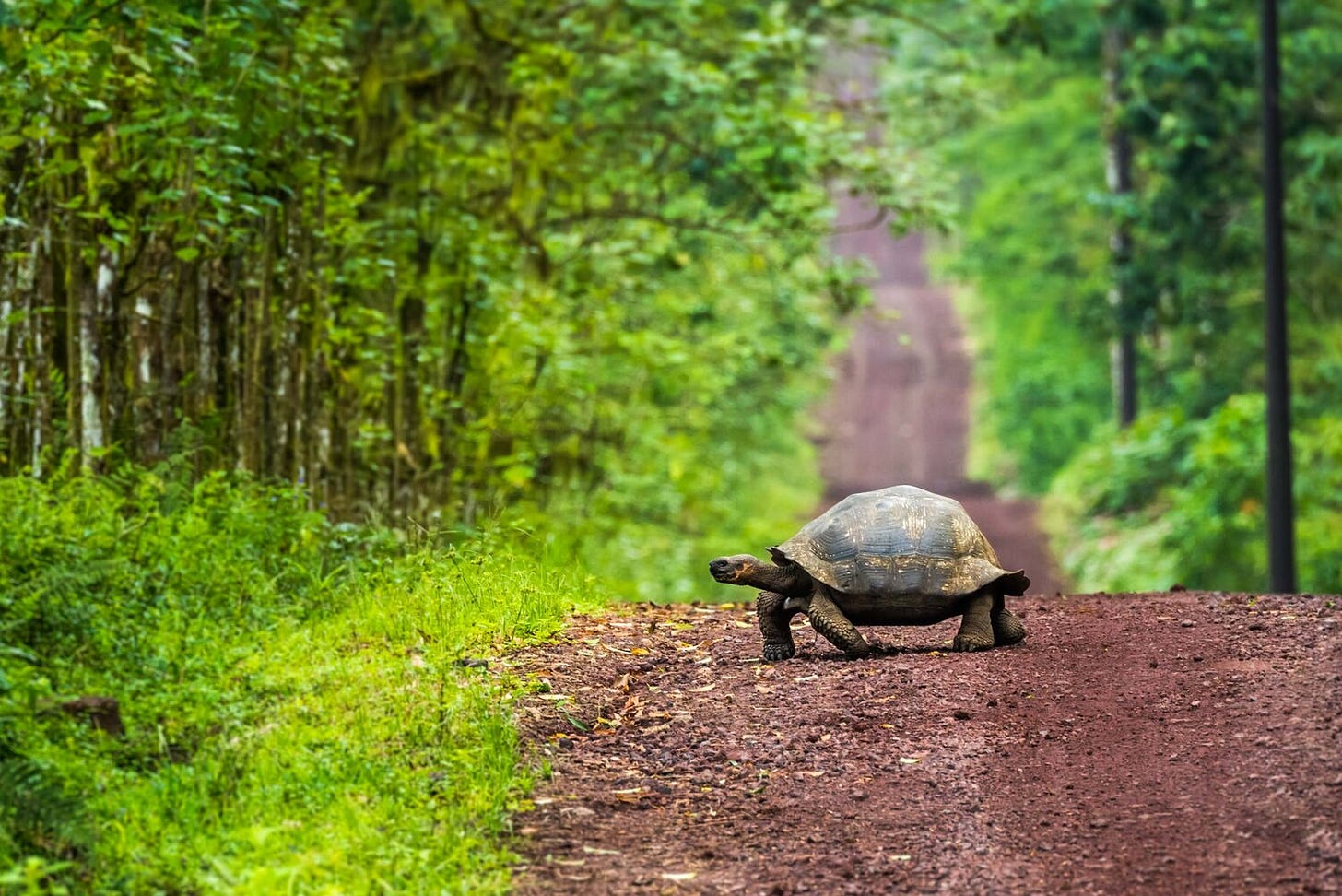 Tortoise Crossing