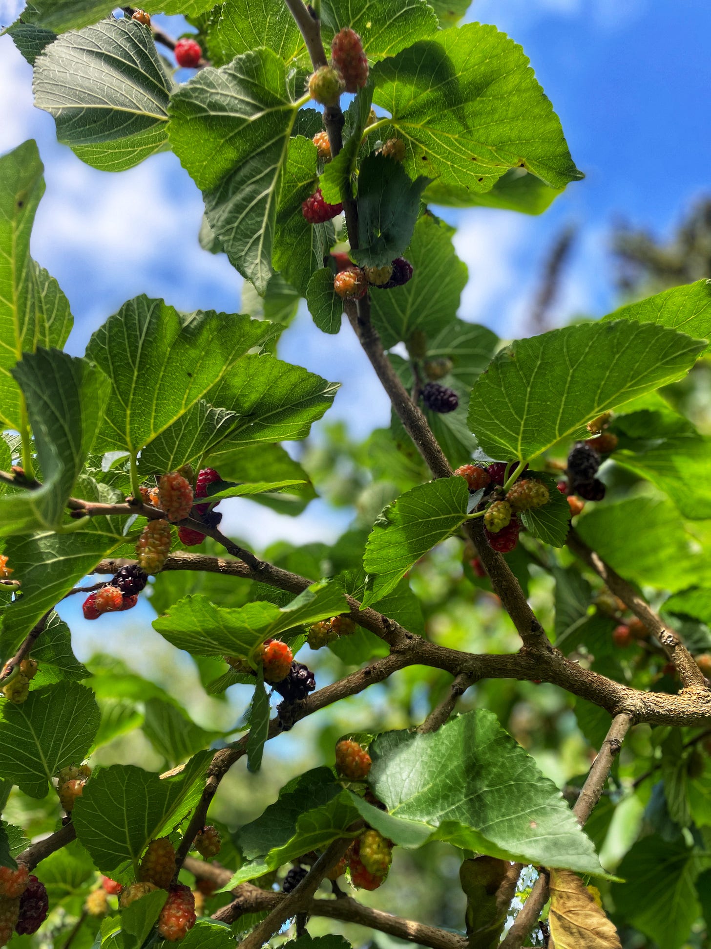 Mulberries